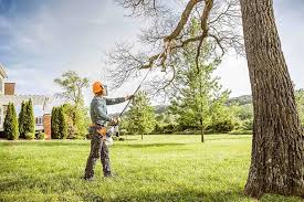 Professional Tree Care in Omao, HI