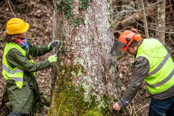 Tree and Shrub Care in Omao, HI