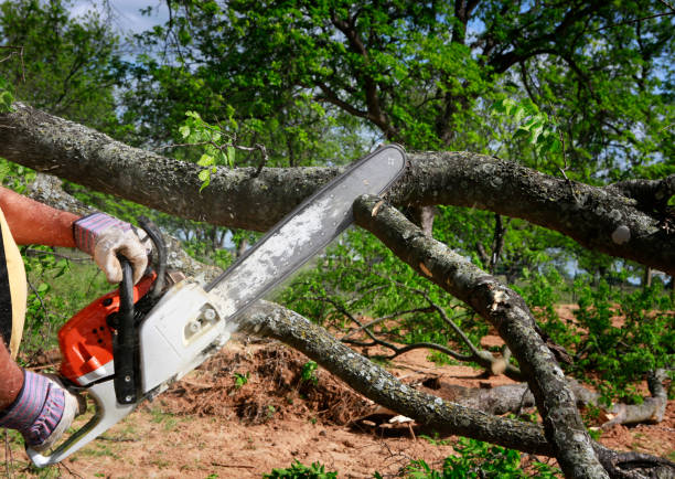 How Our Tree Care Process Works  in  Omao, HI